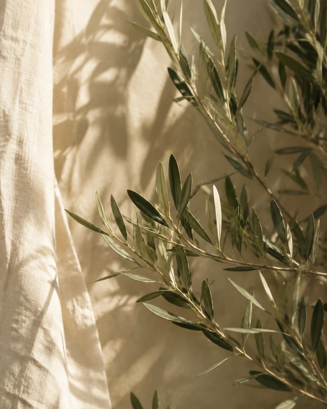 Illustrative scene: Olive leaves in gentle sunlight